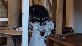 Енот уничтожает бумагу Raccoon tears toilet paper