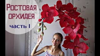 Большие цветы | Ростовые орхидеи. Часть 1