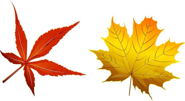Осенние листья для оформления школьной доски или группы детского сада на 1 сентября