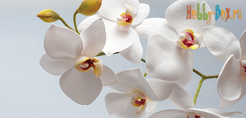 Мастер-класс: Орхидея из фоамирана