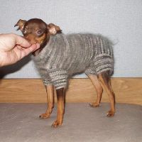Вязаная одежда для собак своими руками