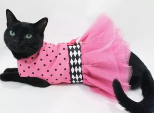 платье для кошки своими руками