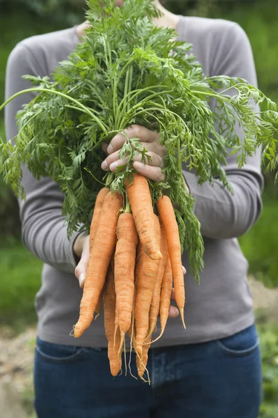 Женщина с кучу морковь — стоковое фото