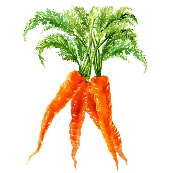 Связка моркови с изолированными листьями — стоковое фото