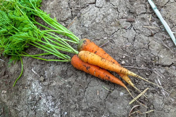 Кучу грязных морковь — стоковое фото
