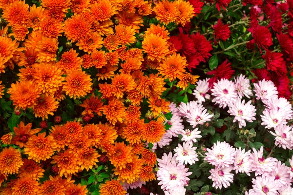 Оранжевые, красные и розовые хризантемы — стоковое фото