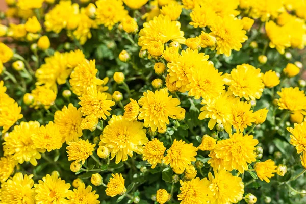 Цветы Желтые хризантемы. Природа фон — стоковое фото
