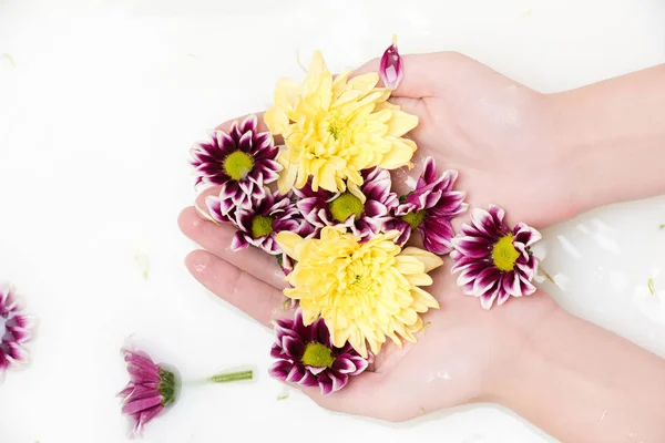 Цветы хризантемы — стоковое фото