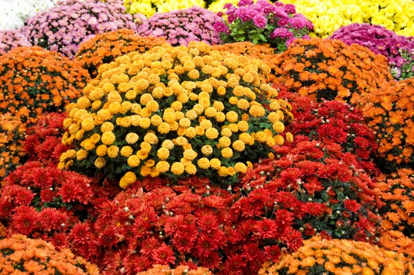 Яркие хризантемы — стоковое фото