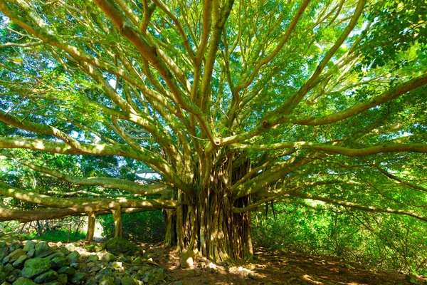 Древо жизни, удивительный «banyan tree» — стоковое фото