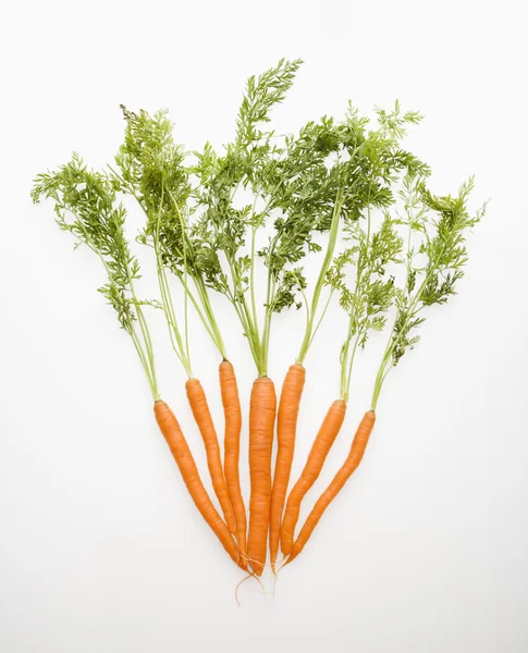 Морковь овощи — стоковое фото